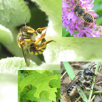 Famille Megachilidae: Abeilles découpeuses